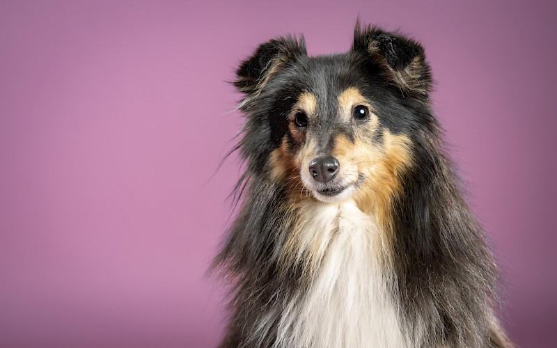 Valokuvaamo Joensuun keskustassa -kuvia arkeen ja juhlaan